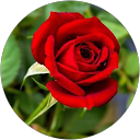 Minal Chikhle profile picture